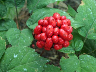 Ginseng για υγεία και ευεξία